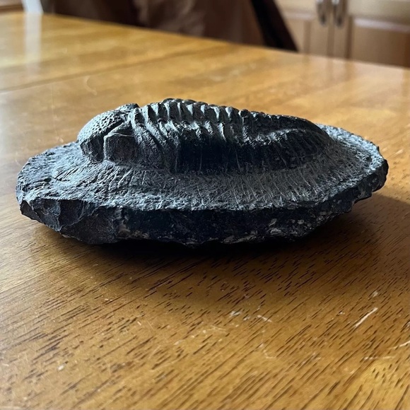 Trilobite fossil - Picture 9 of 14
